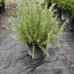 Rosmary Plant (Rosmarinus off. ‘Tuscan Blue’) 2gal’