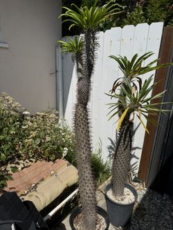 Succulents Pachypodium Lamerei