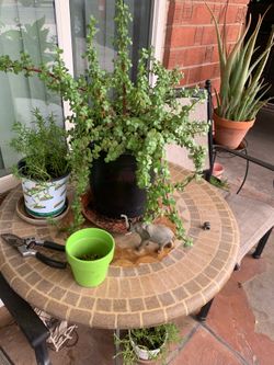 Notice The Small Details On this elephant food and garden plants