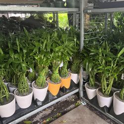 Lucky Bamboo In Ceramic Pot. SPECIAL PRICE 🤩