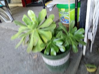 Succulent