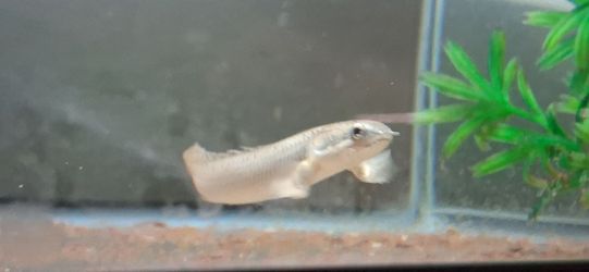"FISH" tank "FOR SALE "