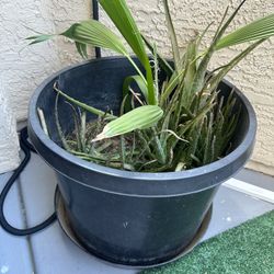 Aloe Vera Plant