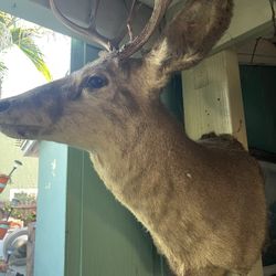 Deer Head Buck Hunting Best Offer