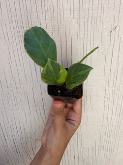 Rooted Hoya obscura variegated