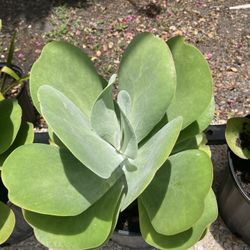 Succulents Plant     Is  Beautiful   