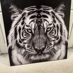 Black & White Tiger Picture