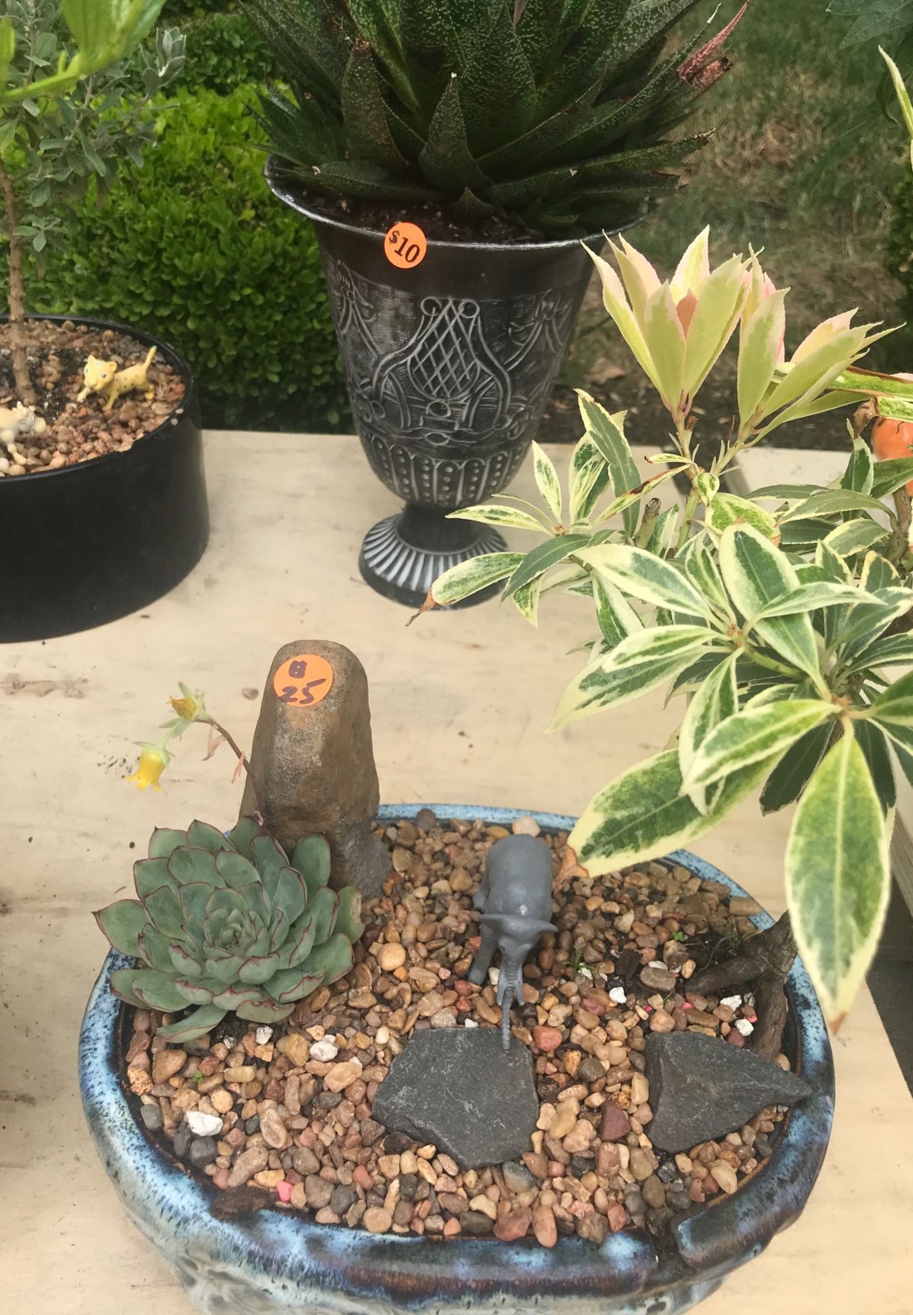 plants