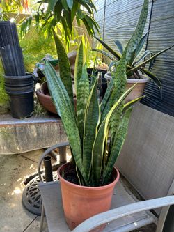 Snake plant