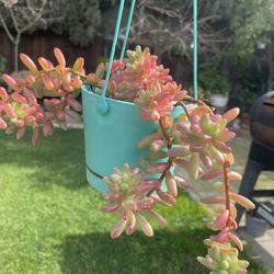 Varieties Of Succulents