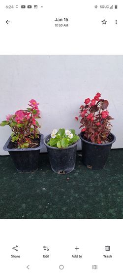 $7 Planta De Begonia Esta En UN Galon