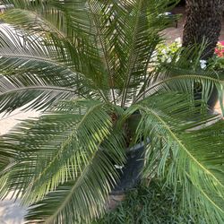 Sago Palm