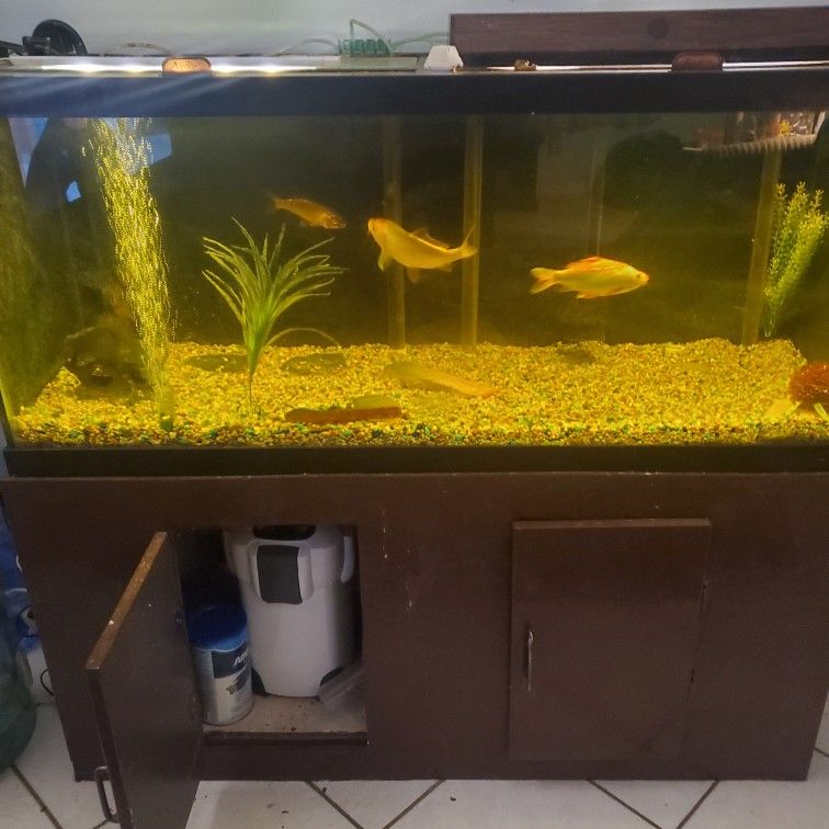 75 gallon Aquarium complete setup