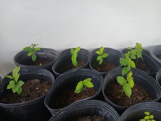 Guanabana trees