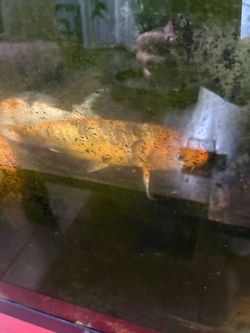 Joy fish 12 inch inch length