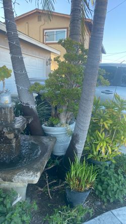 Large Garden Plant