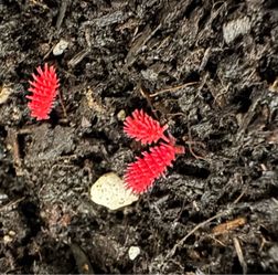 Need slime mold - willing to trade Rambutanura