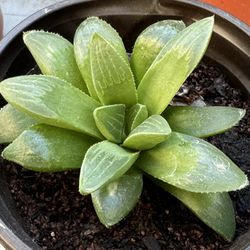 Succulents Plants 4”pot