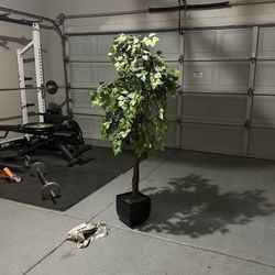 Plant 