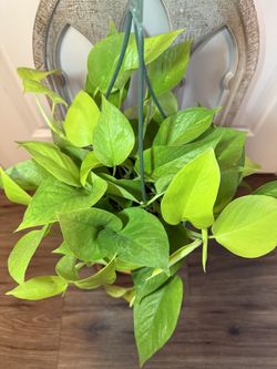 Neon Pothos