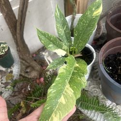 EXOTIC PLANT SALE – GOING ON NOW! 🪴🔥 Step into the jungle—right in your neighborhood!