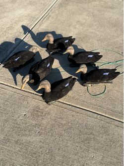 Decoys