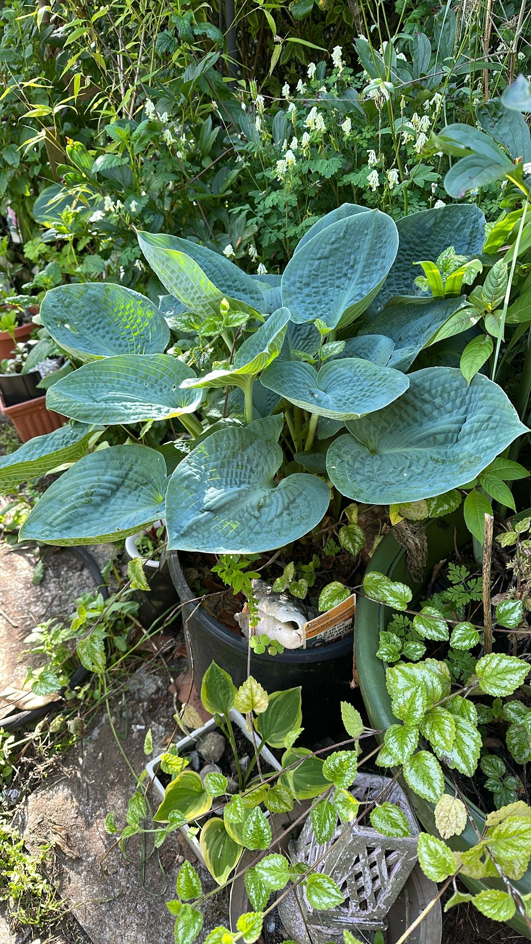 Abiqua Drinking Gourd Hostas