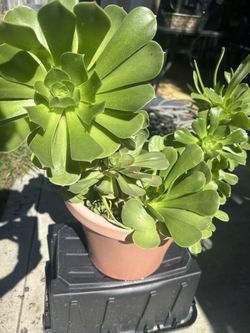 Aeonium Succulent Fully Rooted