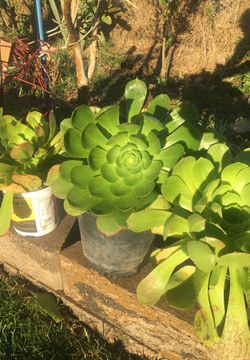 Jardín. $6. Cada planta