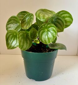 Watermelon peperomia 6” pot a