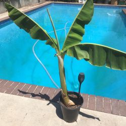 $25 blue java banana plant fruit tree