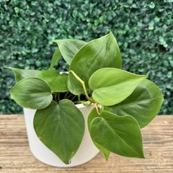 4” Philodendron Cordatum