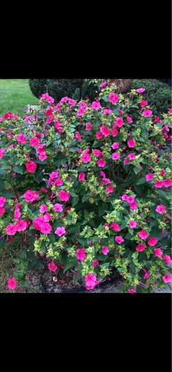 Four O’Clock Flower Seeds (Mirabilis jalapa) | Hot Pink & Red Blooms | Easy to Grow | Pollinator Friendly | Heirloom Garden Seeds
