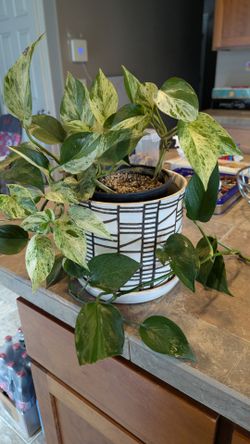 Marble Queen Pothos – $15
