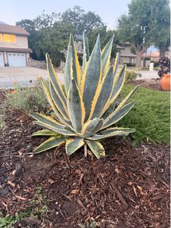 Century Yellow Ribbon Variegated Agave