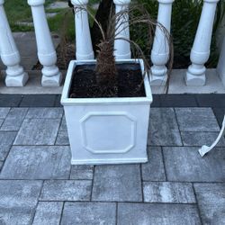 Flower Pot Square With Dirt For Your Plant! 