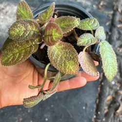 Episcia Pink Panther Flame Violet 4 inch yes available)))