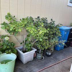 Plants For Sale 