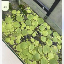 Aquatic Plants 
