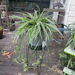 Large spider plant with babies and flowers