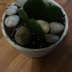 Hoya Sweetheart Live Plant