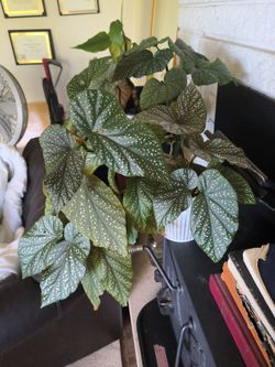 Polka Dot  angle wing Begonia Live Plant