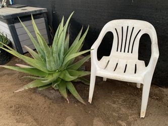 Aloe Vera