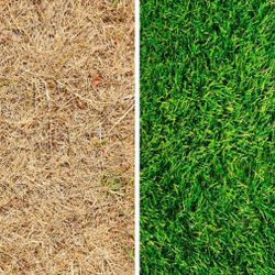 Fertilizer Weed Control