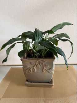 Peace Lily plant In ceramic pot