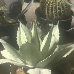 Large Agave Mother Plants 