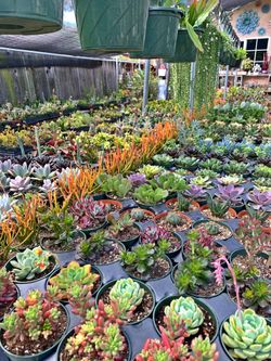 Succulents Galore