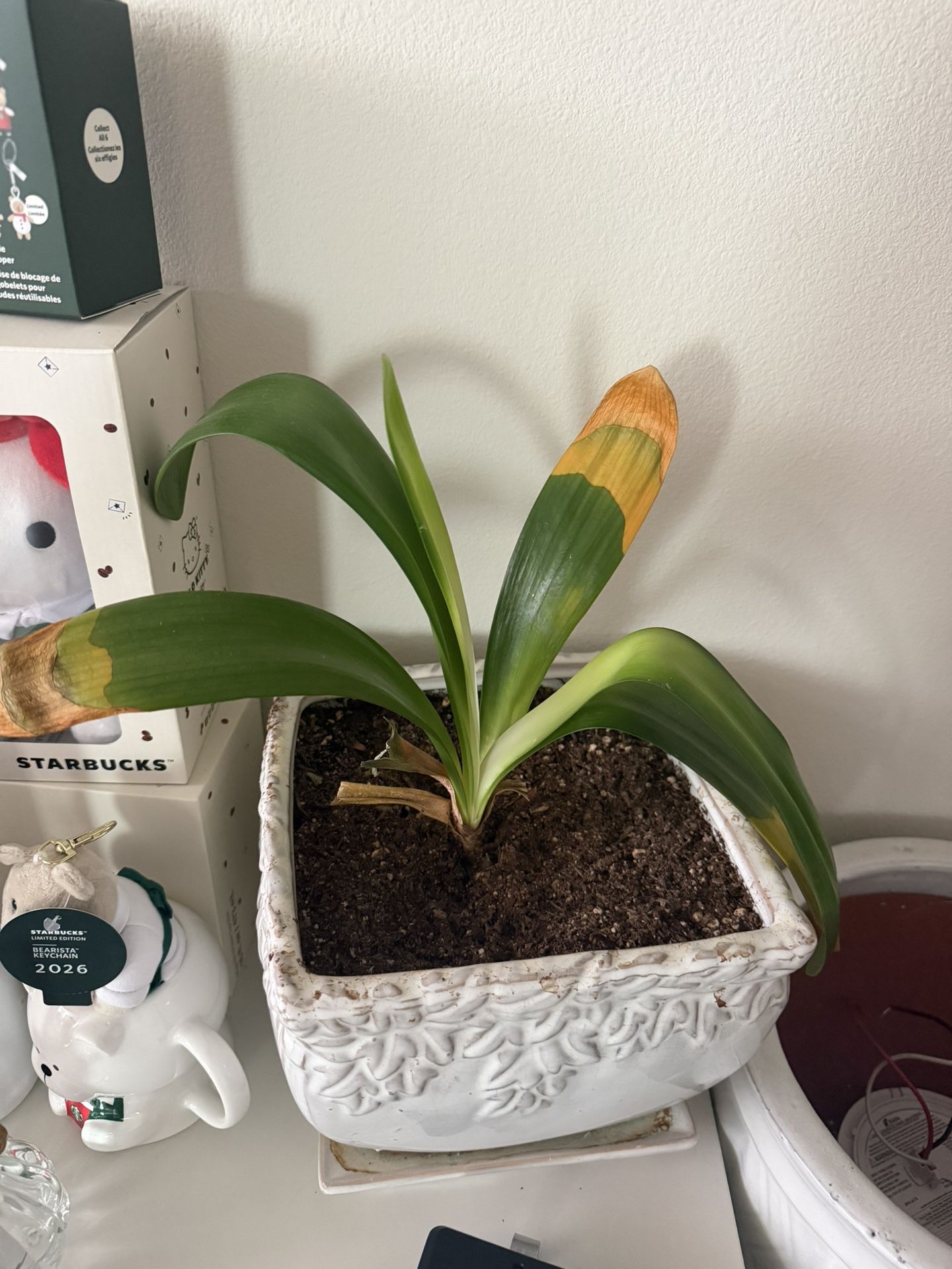 Cila Plant