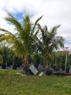 Coconut Palms