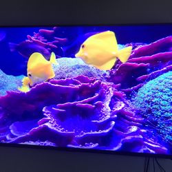 TCL 6 Series 55613 4K Smart Tv